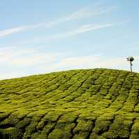 Hill Farm landscape in Munnar, India