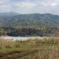 Landscape, forest, lake, tiger,a deer, in Ramnagar, India