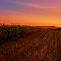 Landscape of cornfields during sunset in India
