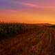 Landscape of cornfields during sunset in India