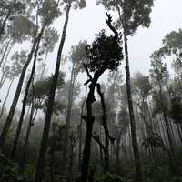 Trees growing from the Ground in Chikkamagaluru, India