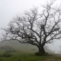 Trees in the landscape in the fog, India