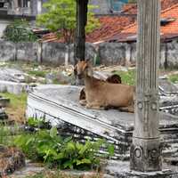 Goat sitting in a cemetery in Surabaya, Indonesia