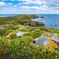 Flowers and coastline landscape in Saltee Island Great, Ireland