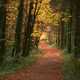 Hiking Trail through the Autumn Trees