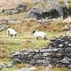 Landscape and livestock in Lough Dan, Ireland.