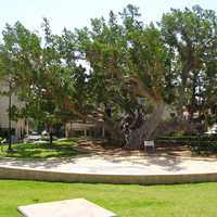 The old Sycamore tree in Netanya, Israel