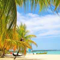 Tropical trees and beach and Jamaica
