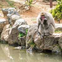 Monkey Park in Kyoto, Japan