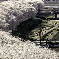 Bloom of the Sakura in Japan