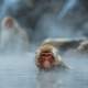 Monkey in a hot geyser in Yamanouchi, Japan