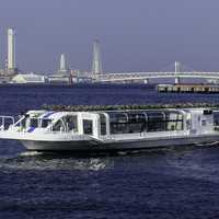 Seabass transport in Yokohama, Japan