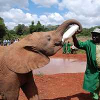 Feeding the Elephant in Nairobi, Kenya