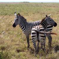 Zebras in the game Reserve in Nairobi, Kenya