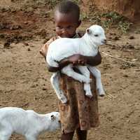 Boy carrying young lambs in Kenya, Africa
