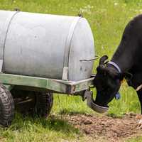 Buffalo drinking from a water trough in Kenya, Africa