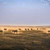 Dusty landscape and wildlife in Kenya