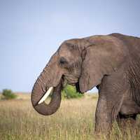 Elephant grazing in Kenya