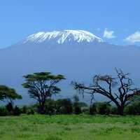 Mount Kilimanjaro landscape rising behind the trees