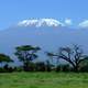 Mount Kilimanjaro landscape rising behind the trees