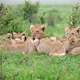 Pride of Lions in Kenya image - Free stock photo - Public Domain photo ...