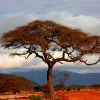 Trees in the landscape in Kenya on the Plains