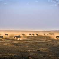 Zebras on the plains of Amboseii National Park, Kenya