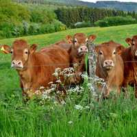 Cows on a farm in Luxembourg