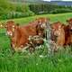 Cows on a farm in Luxembourg