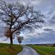 Landscape with tree and clouds in Luxembourg