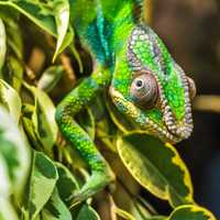 Chameleon blending into the leaves in Madagascar