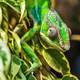 Chameleon blending into the leaves in Madagascar