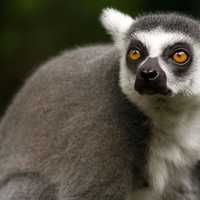 Lemur monkey, common in Madagascar