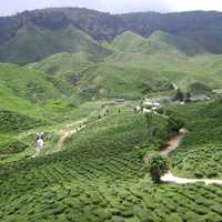 Tea Plantation landscape in Malaysia