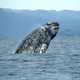 Whale jumping out of water in Baja California