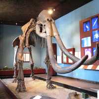 Columbian Mammoth vector file