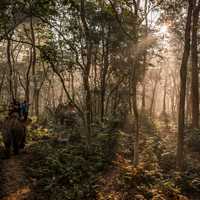 Riding Elephants in the Forest