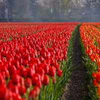 Red Tulip Fields in Holland, Netherlands