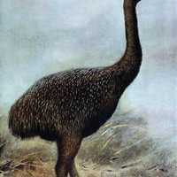 The Extinct Giant Moa - Megalapteryx didinus