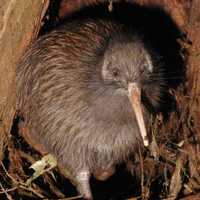 The flightless Kiwi - Apteryx mantelli - Symbol of New Zealand