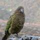Kea Mountain Parrot - Nestor notabilis
