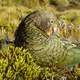 Kea Mountain Parrot sitting