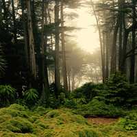 Magical forest scene in New Zealand