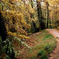 Pine trees and forest in New Zealand