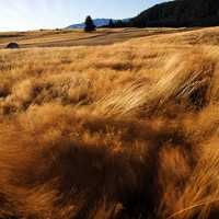 Wind Blown Grasses and landscape in New Zealand