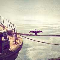 Bird on the rope on the boat dock in Wellington, New Zealand