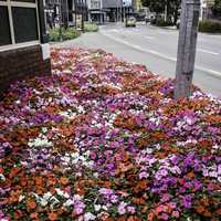 Flowerbed in Wellington, New Zealand