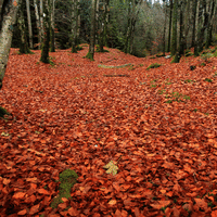 Red leaves on the forest floor