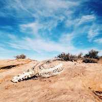 Animal Skeleton under the sky in the desert