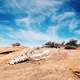 Animal Skeleton under the sky in the desert